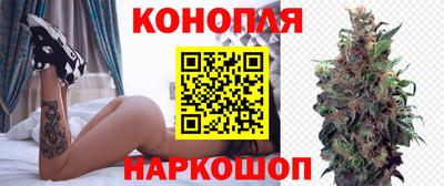 сатива Гай